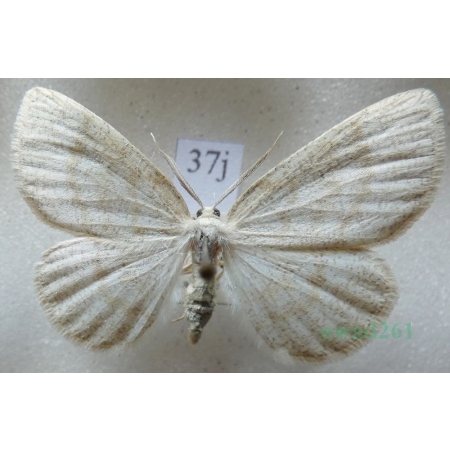 Cabera exanthemata (Scopoli, 1763) Ciemnokres brzozowiec Czech37j